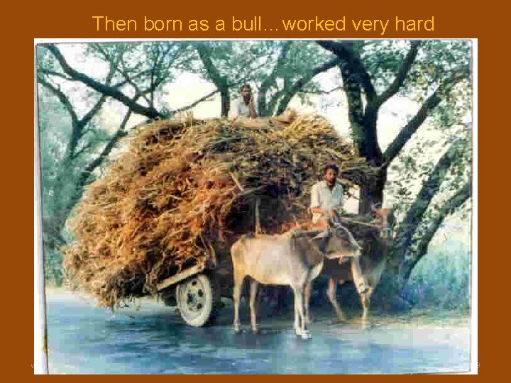 Then born as a bull…worked very hard www. gokulbhajan. com Gokul Bhajan & Vedic