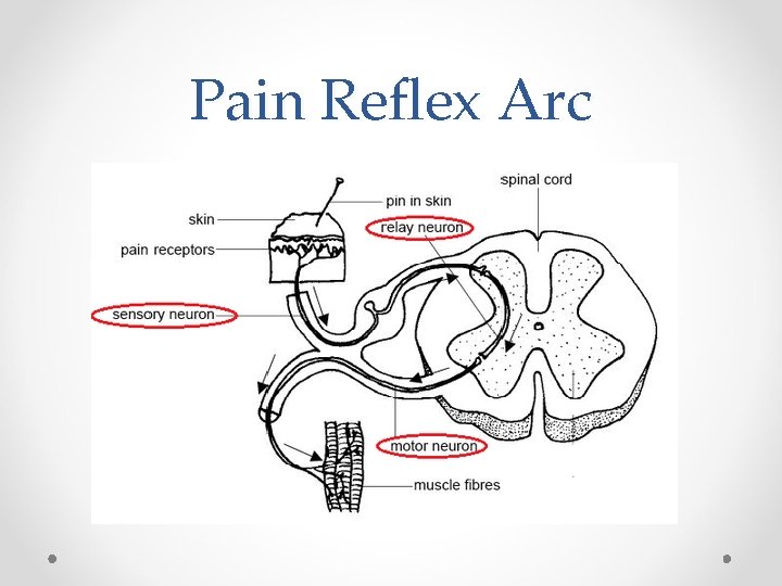 Pain Reflex Arc 