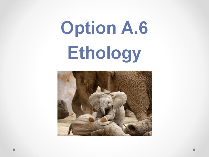 Option A. 6 Ethology 