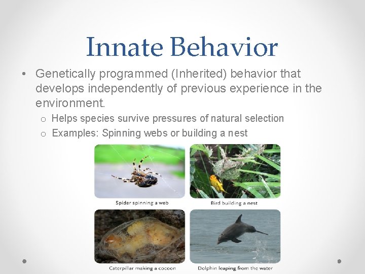 Innate Behavior • Genetically programmed (Inherited) behavior that develops independently of previous experience in