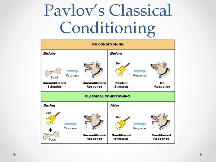 Pavlov’s Classical Conditioning 