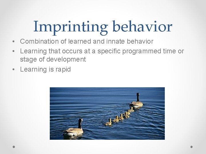Imprinting behavior • Combination of learned and innate behavior • Learning that occurs at