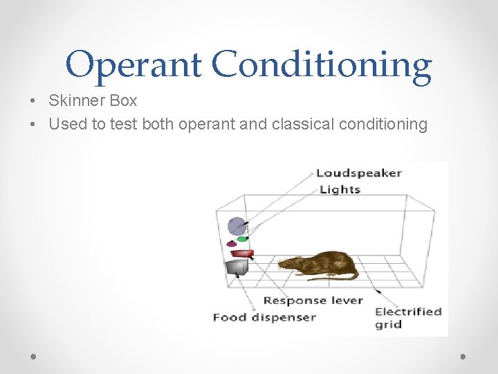 Operant Conditioning • Skinner Box • Used to test both operant and classical conditioning