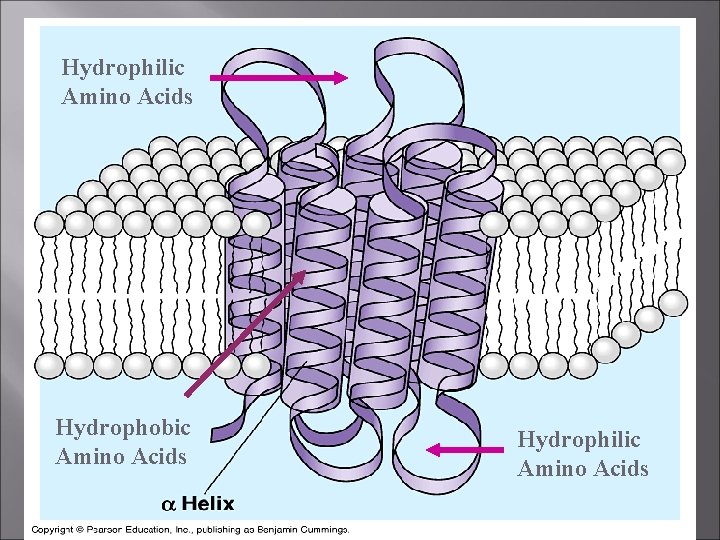 Hydrophilic Amino Acids Hydrophobic Amino Acids Hydrophilic Amino Acids 