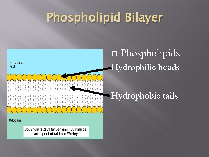Phospholipid Bilayer Phospholipids Hydrophilic heads Hydrophobic tails 