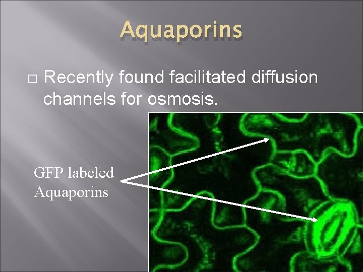 Aquaporins Recently found facilitated diffusion channels for osmosis. GFP labeled Aquaporins 