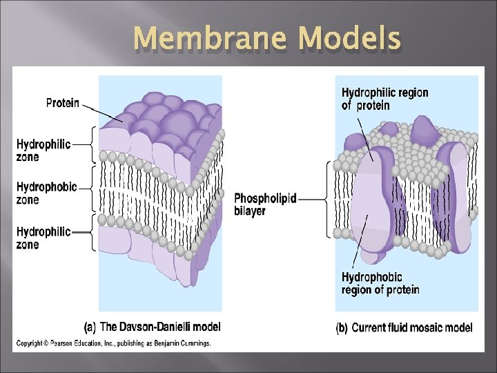 Membrane Models 