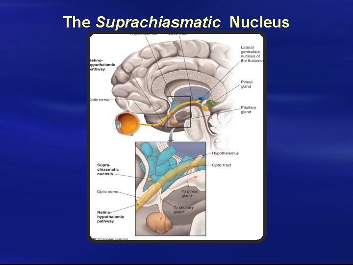 The Suprachiasmatic Nucleus 