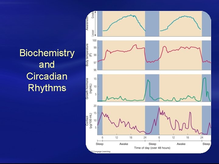 Biochemistry and Circadian Rhythms 