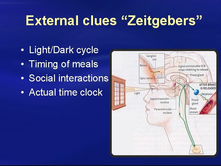 External clues “Zeitgebers” • • Light/Dark cycle Timing of meals Social interactions Actual time