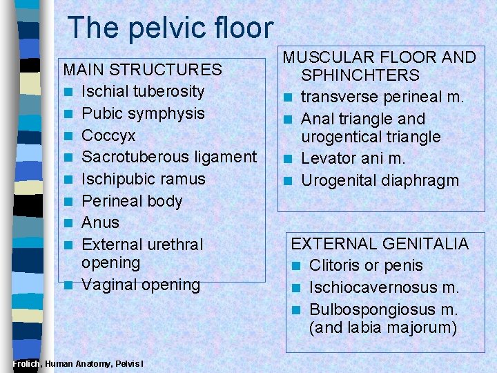 The pelvic floor MAIN STRUCTURES n Ischial tuberosity n Pubic symphysis n Coccyx n