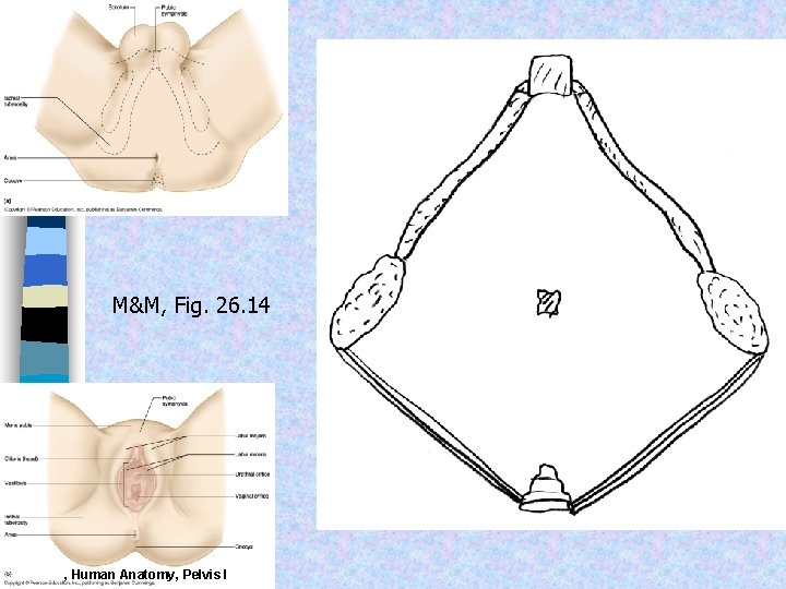 M&M, Fig. 26. 14 Frolich, Human Anatomy, Pelvis I 