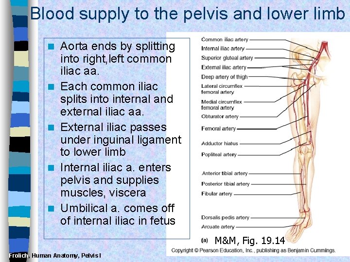 Blood supply to the pelvis and lower limb n n n Aorta ends by