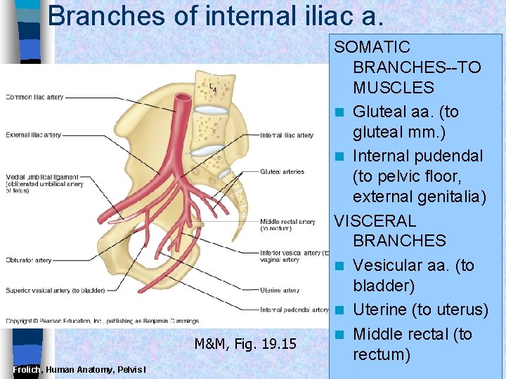 Branches of internal iliac a. M&M, Fig. 19. 15 Frolich, Human Anatomy, Pelvis I
