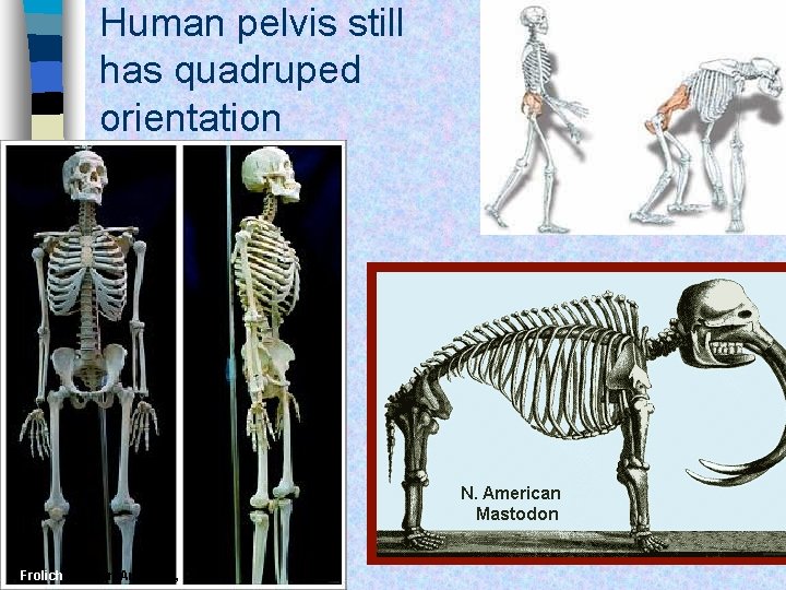 Human pelvis still has quadruped orientation Frolich, Human Anatomy, Pelvis I 