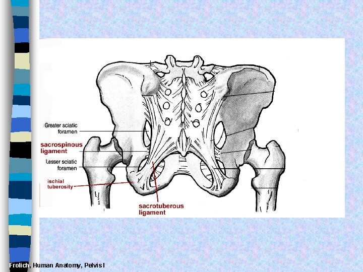 Frolich, Human Anatomy, Pelvis I 