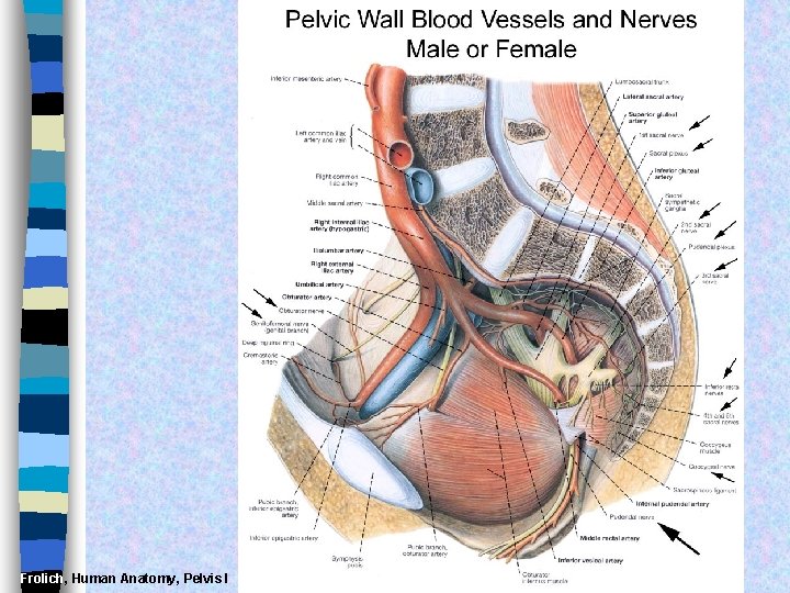 Frolich, Human Anatomy, Pelvis I 
