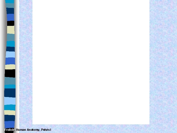Frolich, Human Anatomy, Pelvis I 