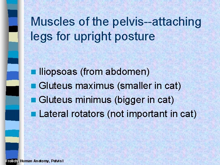 Muscles of the pelvis--attaching legs for upright posture n Iliopsoas (from abdomen) n Gluteus