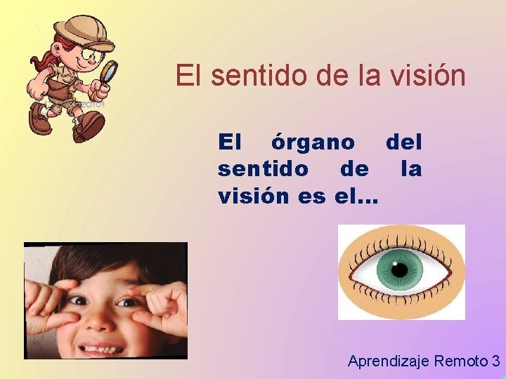 El sentido de la visión El órgano del sentido de la visión es el…