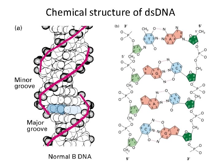 Chemical structure of ds. DNA 