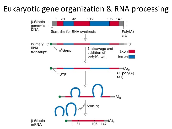 Eukaryotic gene organization & RNA processing 