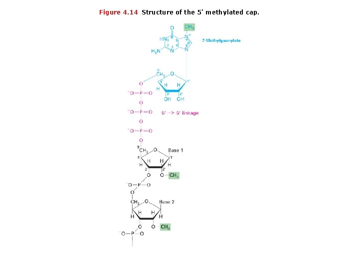 Figure 4. 14 Structure of the 5’ methylated cap. 