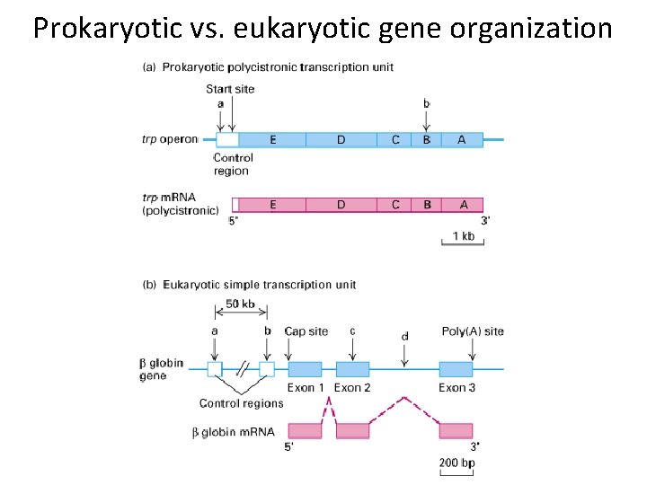 Prokaryotic vs. eukaryotic gene organization 