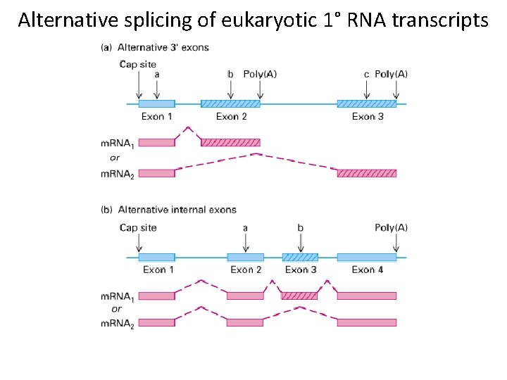 Alternative splicing of eukaryotic 1° RNA transcripts 