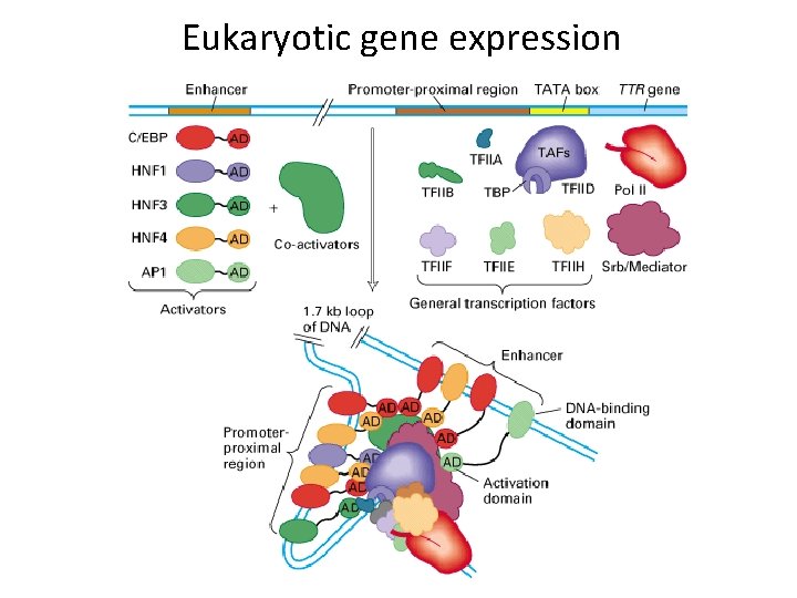 Eukaryotic gene expression 