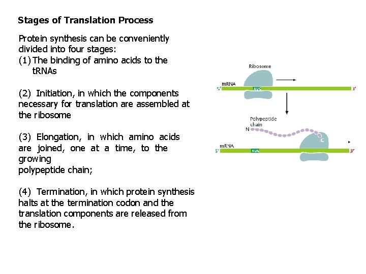 Stages of Translation Process Protein synthesis can be conveniently divided into four stages: (1)