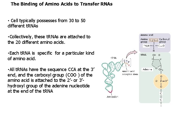 The Binding of Amino Acids to Transfer RNAs • Cell typically possesses from 30