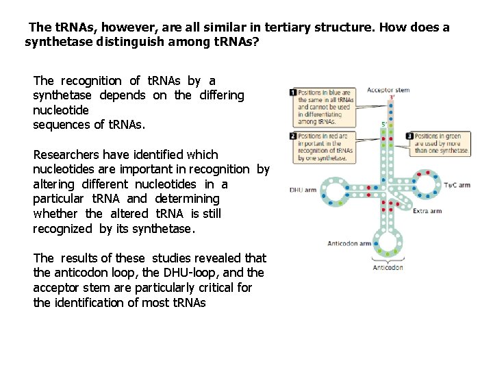 The t. RNAs, however, are all similar in tertiary structure. How does a synthetase
