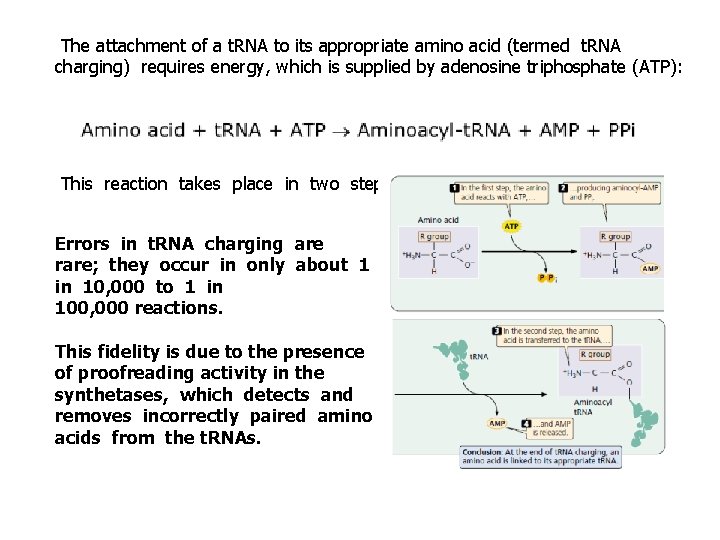 The attachment of a t. RNA to its appropriate amino acid (termed t. RNA