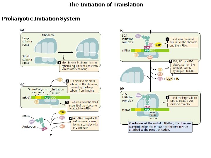 The Initiation of Translation Prokaryotic Initiation System 