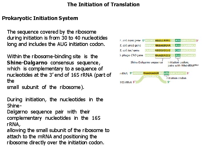 The Initiation of Translation Prokaryotic Initiation System The sequence covered by the ribosome during