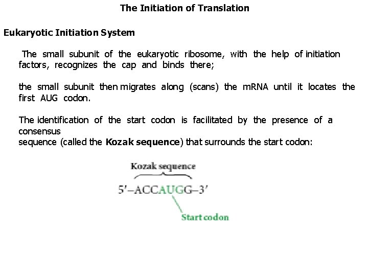 The Initiation of Translation Eukaryotic Initiation System The small subunit of the eukaryotic ribosome,