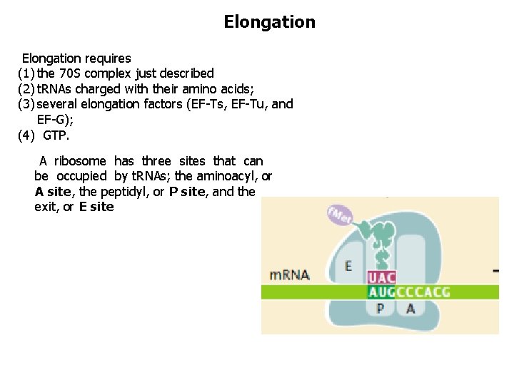 Elongation requires (1) the 70 S complex just described (2) t. RNAs charged with