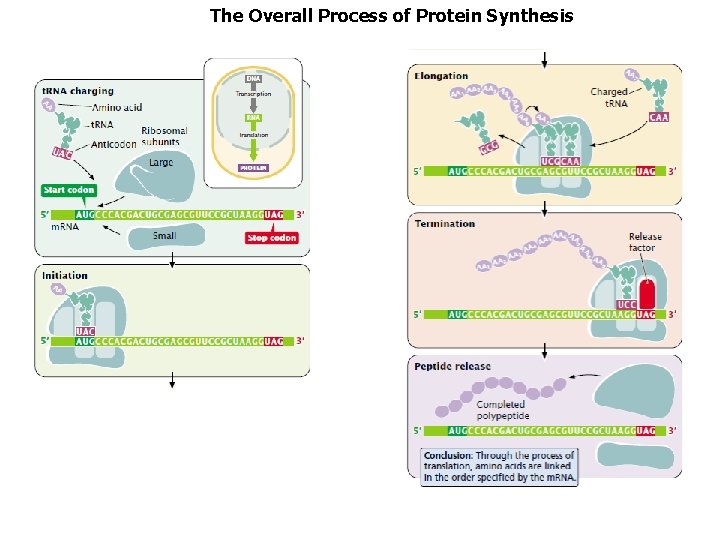 The Overall Process of Protein Synthesis 