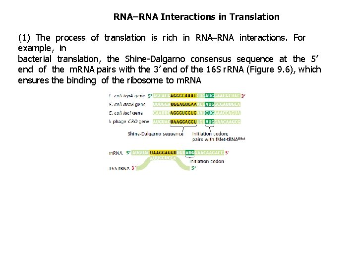RNA–RNA Interactions in Translation (1) The process of translation is rich in RNA–RNA interactions.