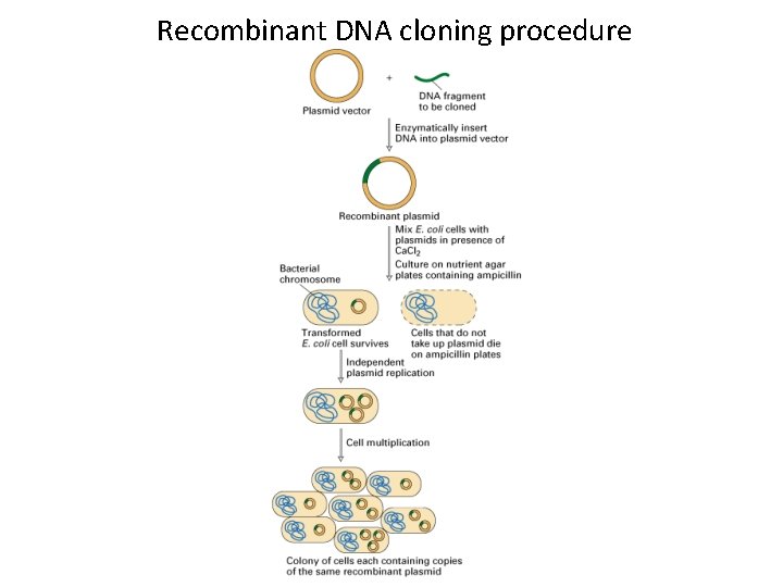 Recombinant DNA cloning procedure 