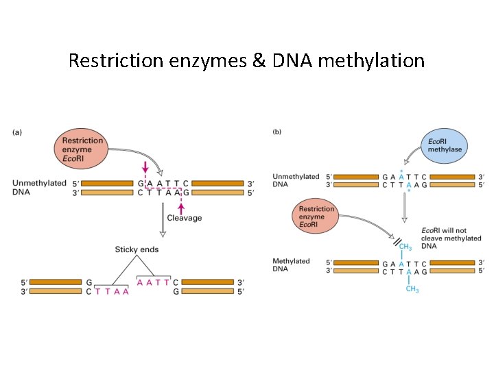 Restriction enzymes & DNA methylation 