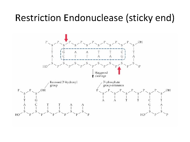 Restriction Endonuclease (sticky end) 