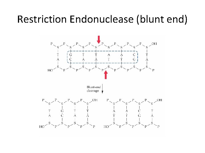 Restriction Endonuclease (blunt end) 