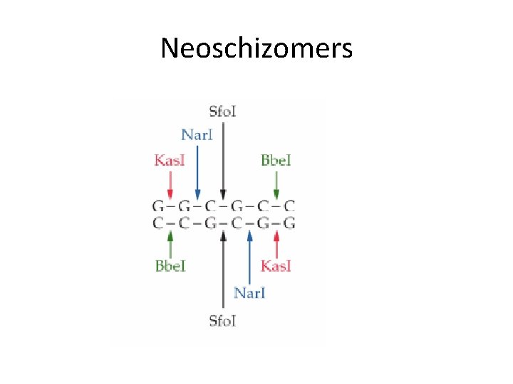 Neoschizomers 