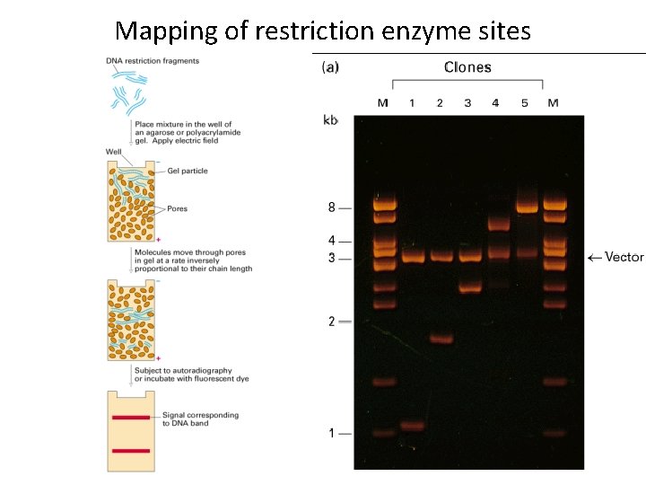 Mapping of restriction enzyme sites 