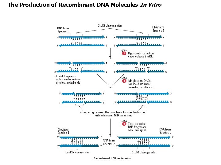 The Production of Recombinant DNA Molecules In Vitro 