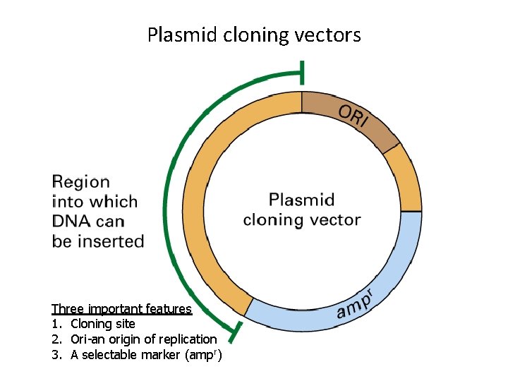 Plasmid cloning vectors Three important features 1. Cloning site 2. Ori-an origin of replication