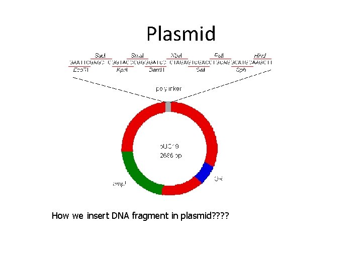 Plasmid How we insert DNA fragment in plasmid? ? 