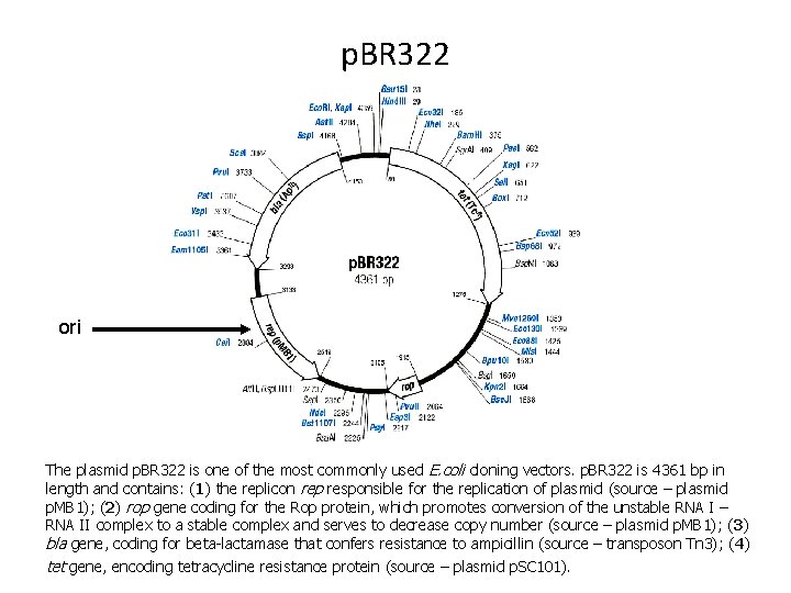 p. BR 322 ori The plasmid p. BR 322 is one of the most
